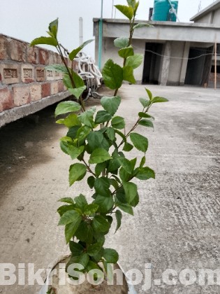 জবা জবা